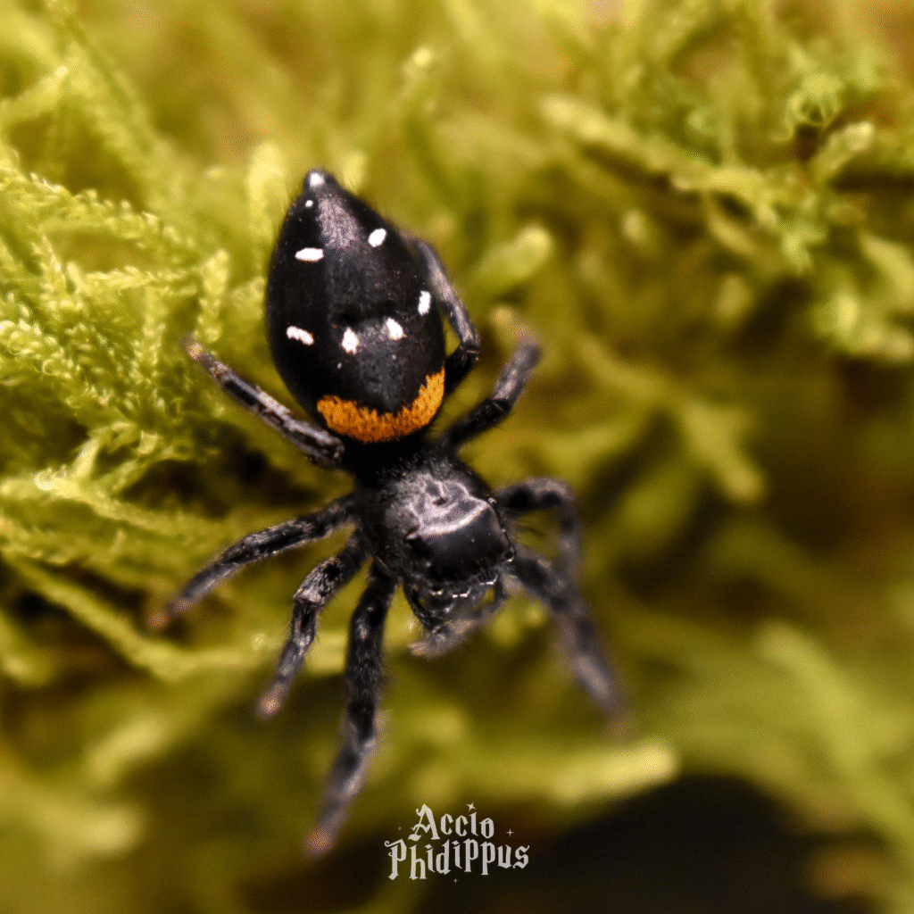 Présentation : Paraphidippus basalis