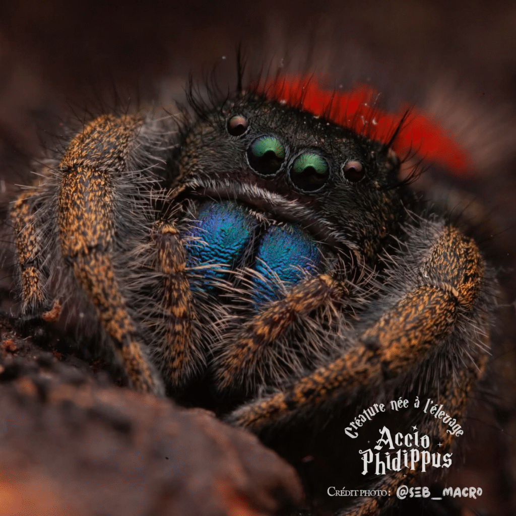Présentation : Phidippus ardens