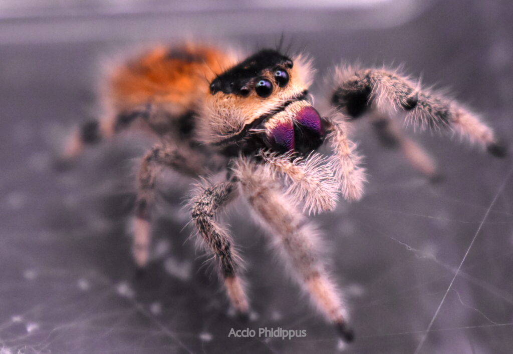 Présentation : Phidippus regius