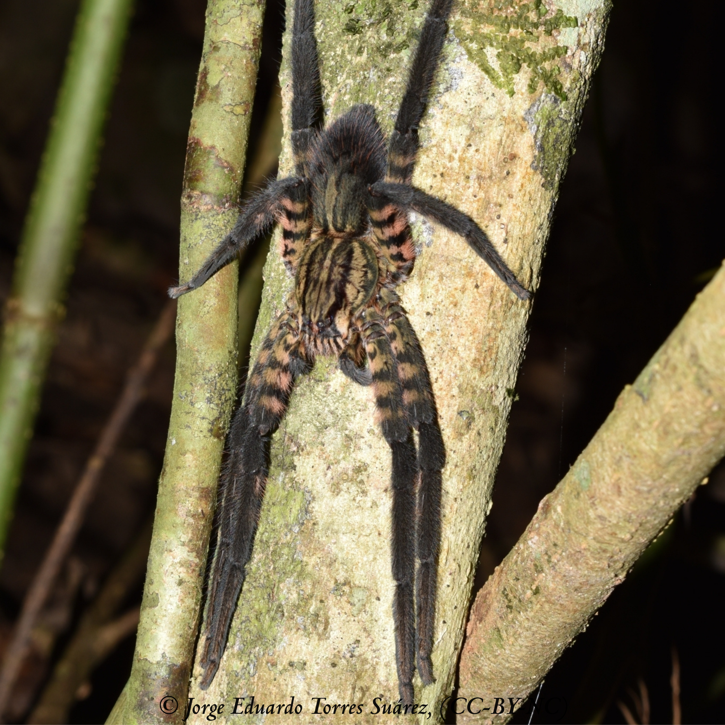 Présentation : Cupiennus salei