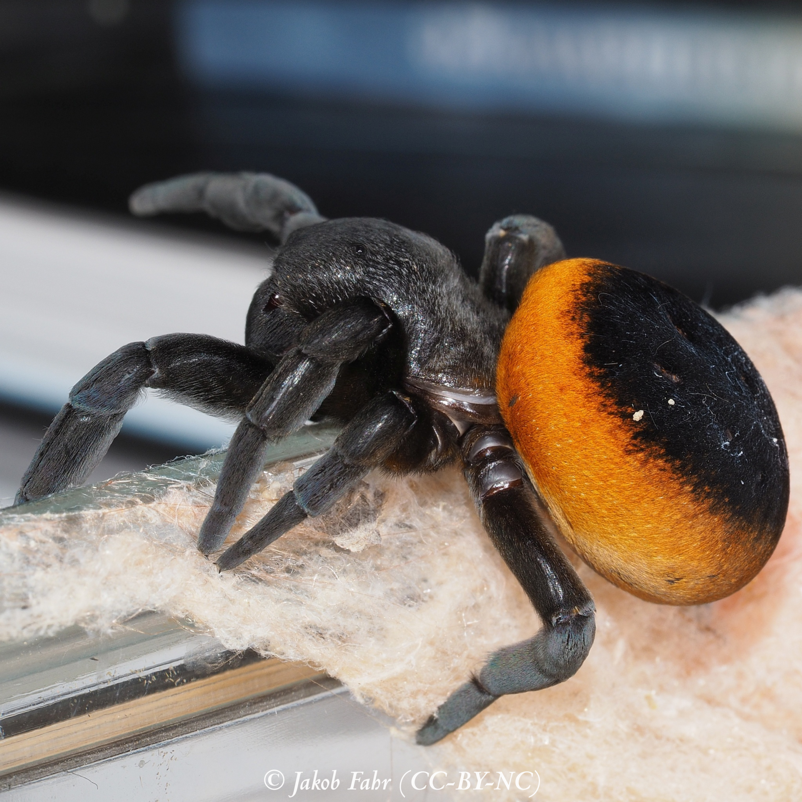 Présentation : Eresus walckenaeri (orange ring)