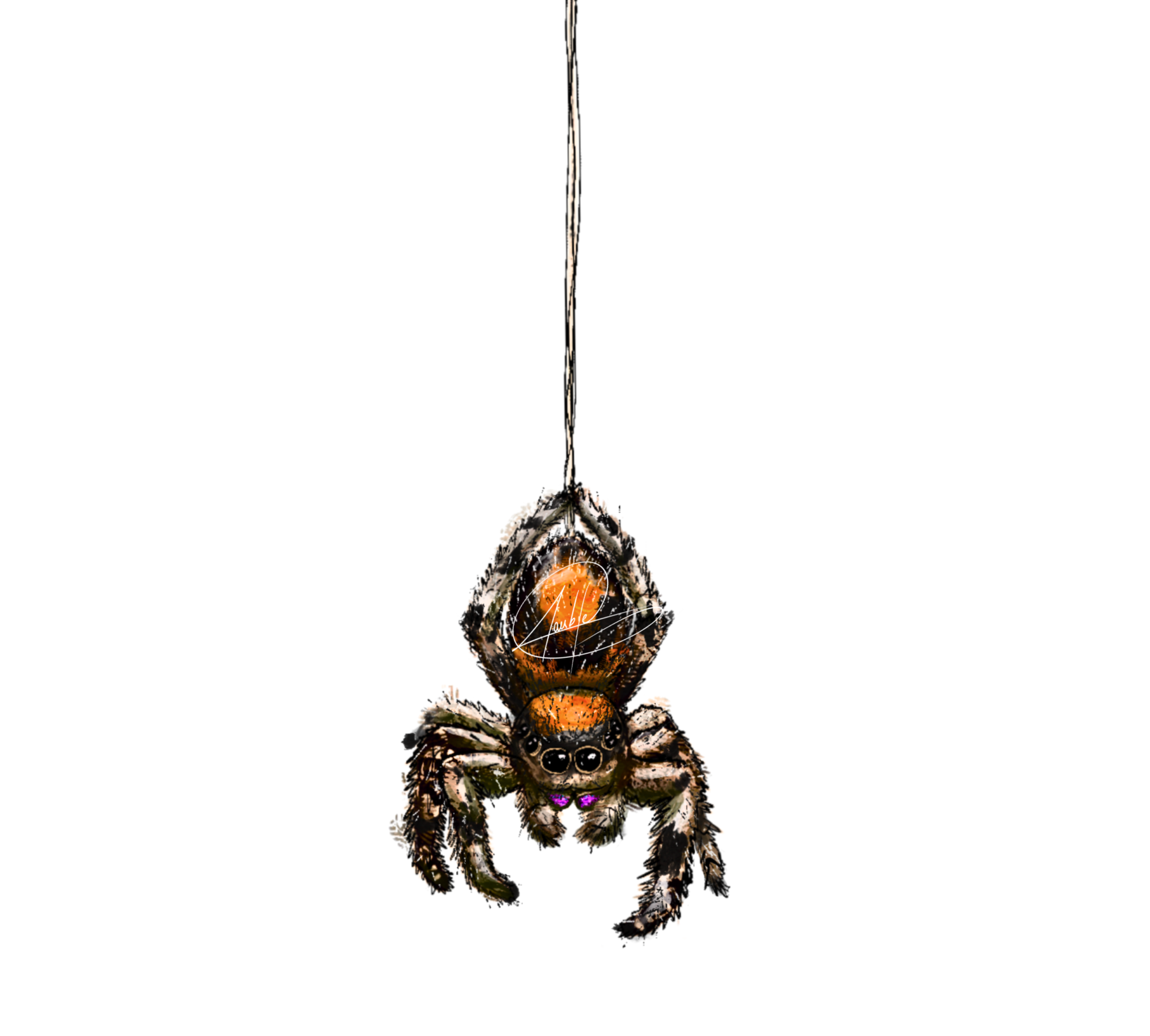 Manipulation phidippus - Accio Phidippus