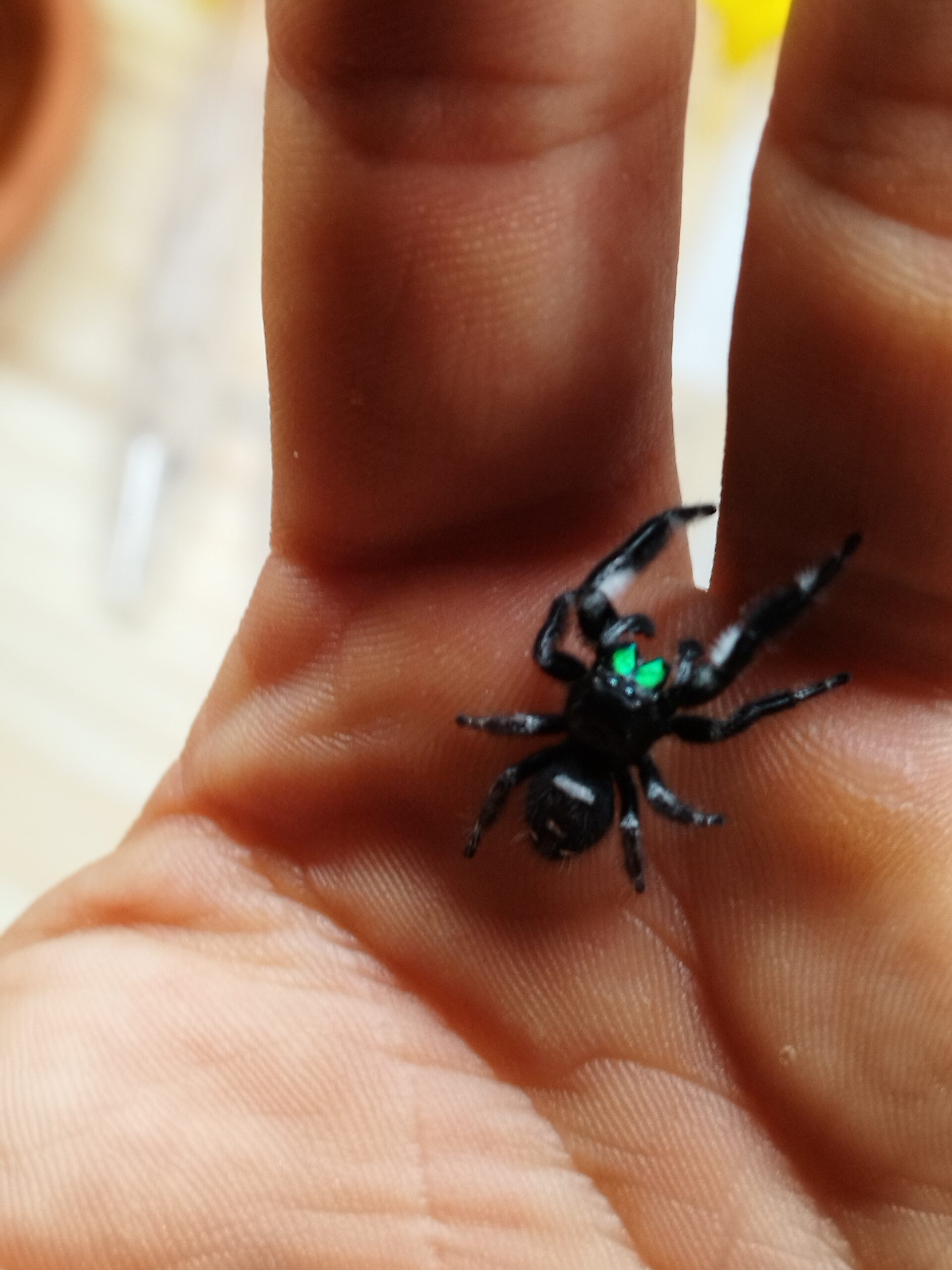 Manipulation phidippus - Accio Phidippus