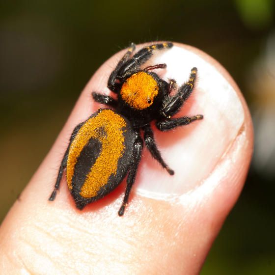 Manipulation phidippus - Accio Phidippus