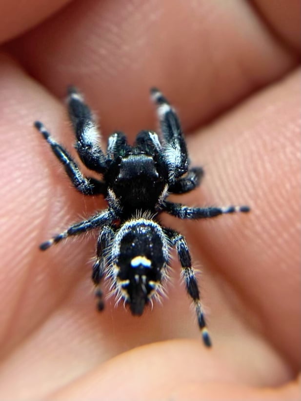 Manipulation phidippus - Accio Phidippus
