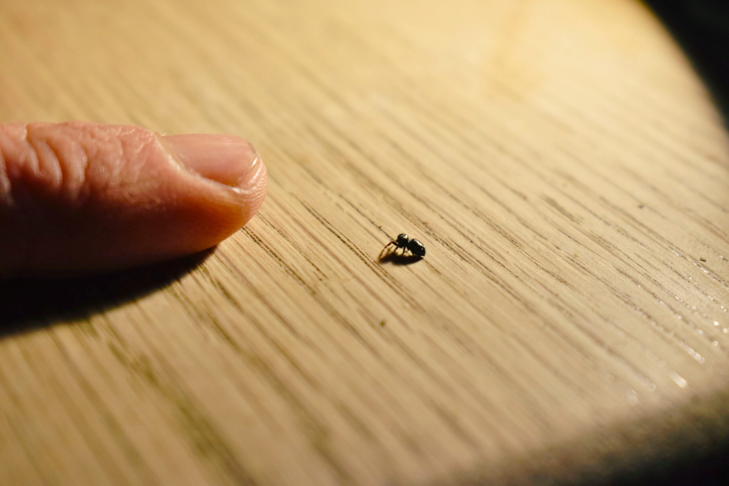 Manipulation phidippus - Accio Phidippus