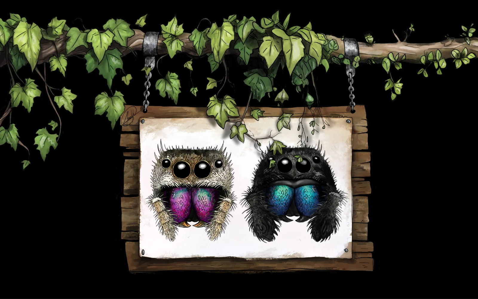Illustration de deux Phidippus dans un décor végétal
