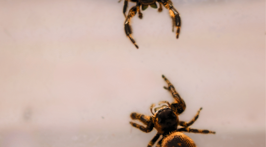 Avant un accouplement