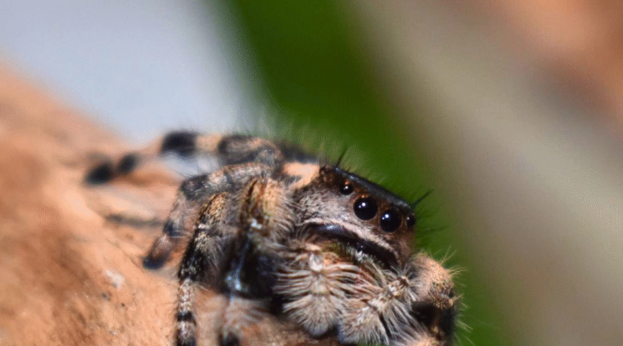 ♀ Localité : North Floride