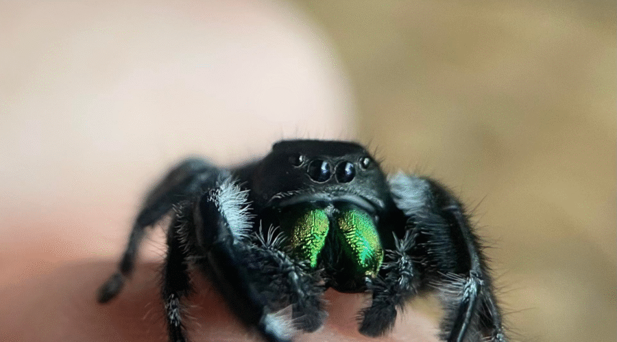 ♂ Localité : Aventura