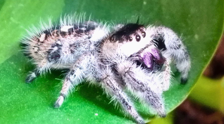 ♀ Localité : Apalachicola