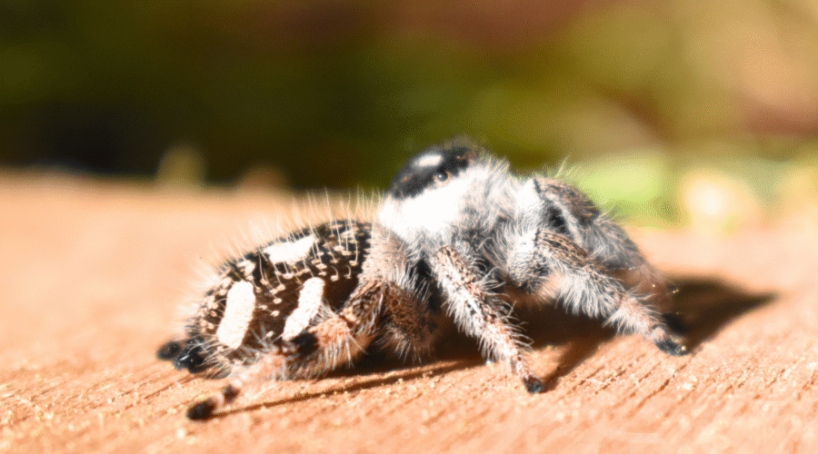 ♀ Localité : Apalachicola