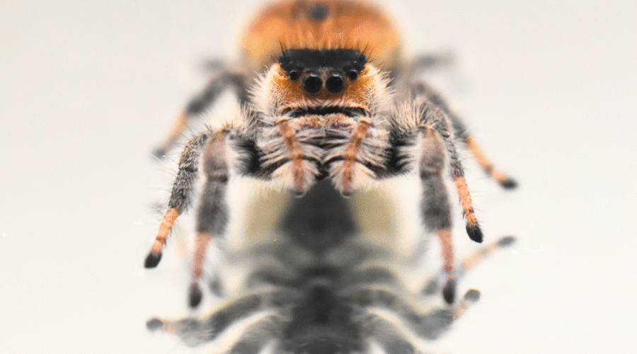 ♀ Localité : Aventura