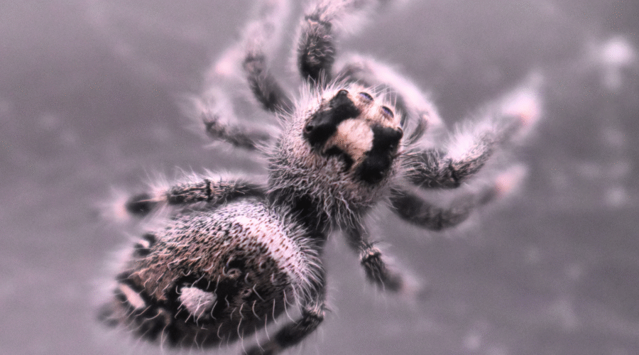 ♀ Localité : Bahamas