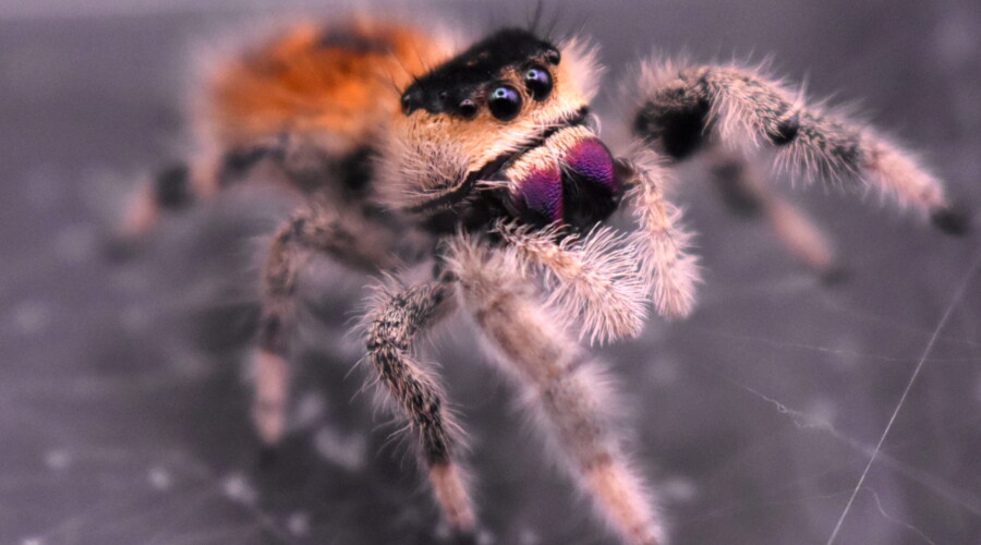 ♀ Localité : Aventura