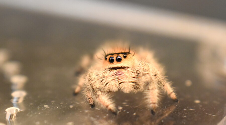 ♀ Localité : Aventura