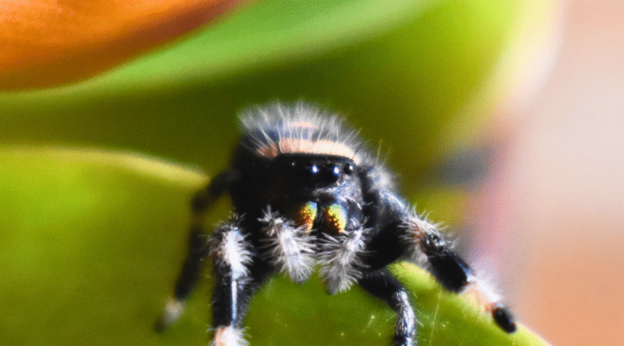 ♀ Localité : Dos Guardenas