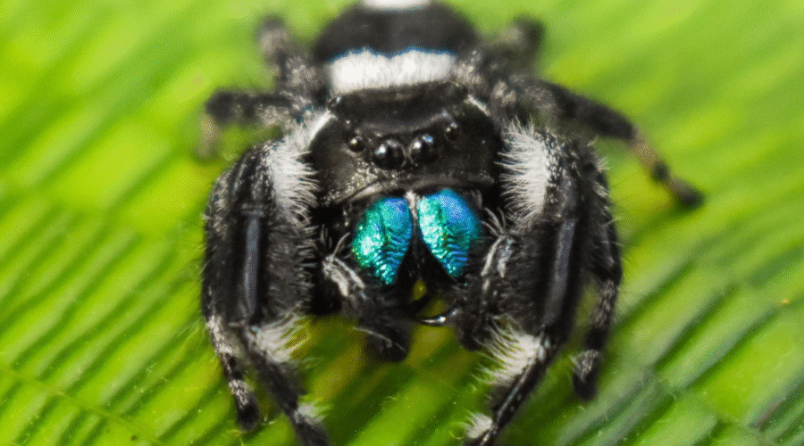 ♂ Localité : Floride