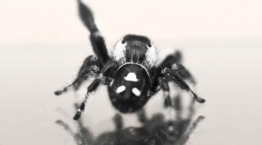 ♂ Localité : Pomona Park