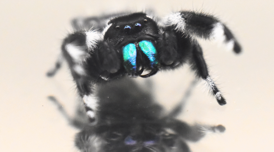 ♂ Localité : Pomona Park