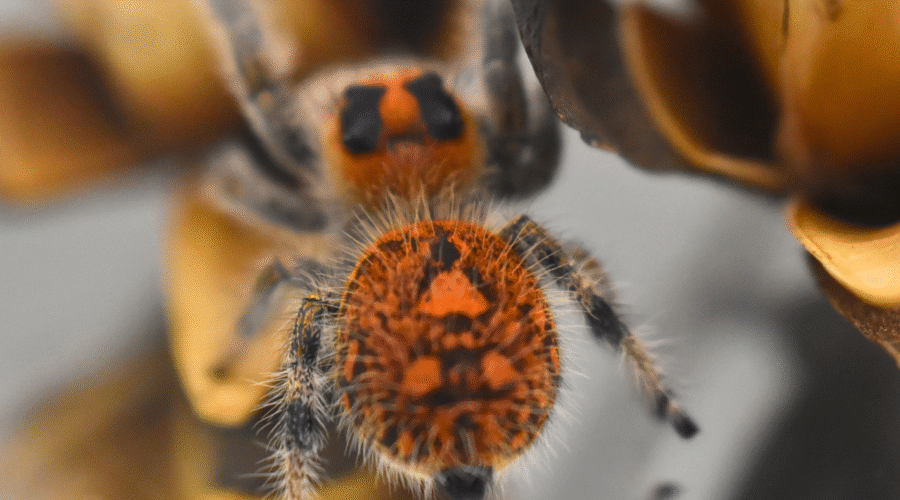 ♀ Localité : Pomona Park