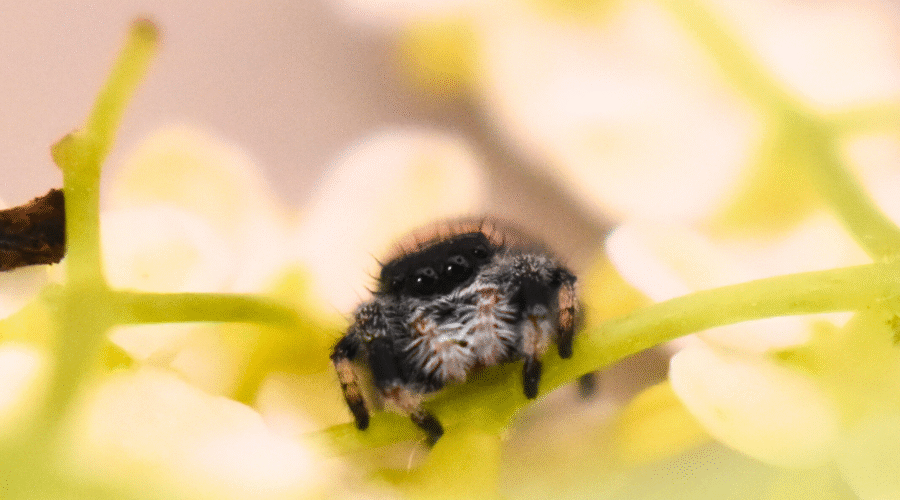 ⚪︎ Localité : Apalachicola