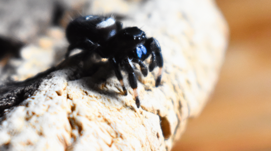 ♂ Localité : Bahamas