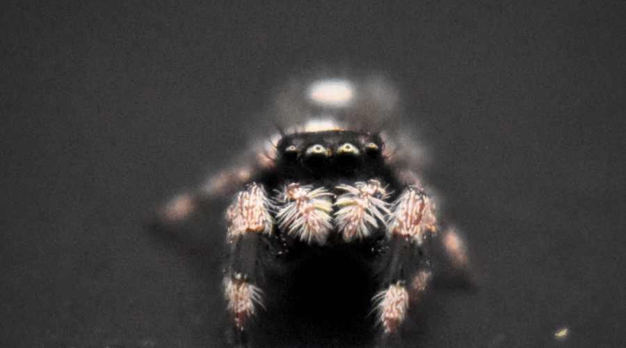 ⚪︎ Localité : Bahamas