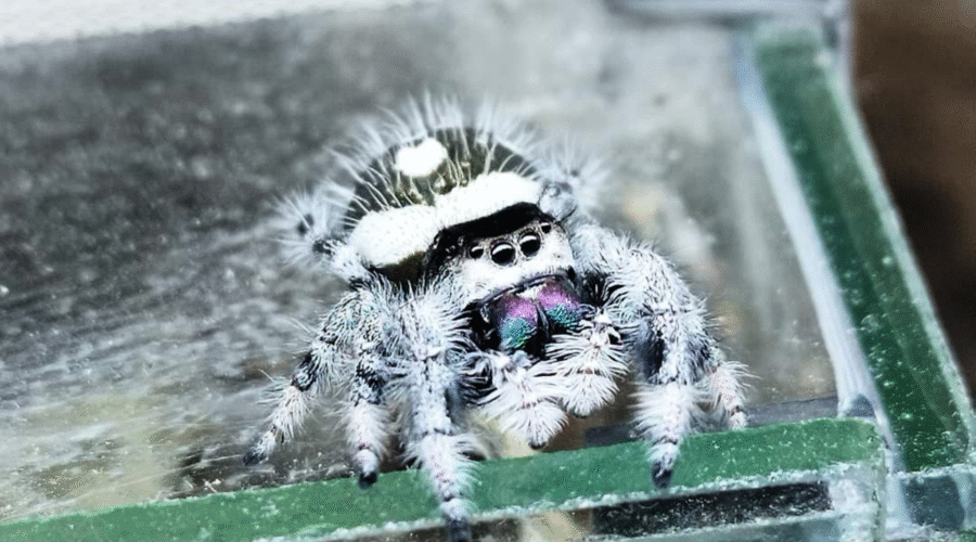 ♀ Localité : Bahamas