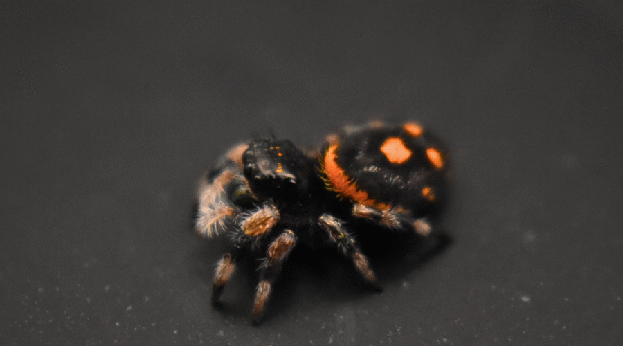 ⚪︎ Localité : Everglades