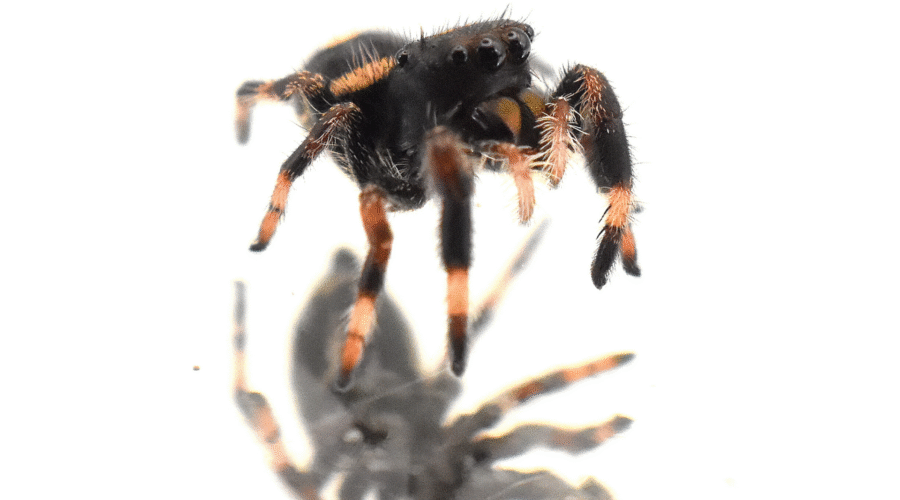 ⚪︎ Localité : Floride