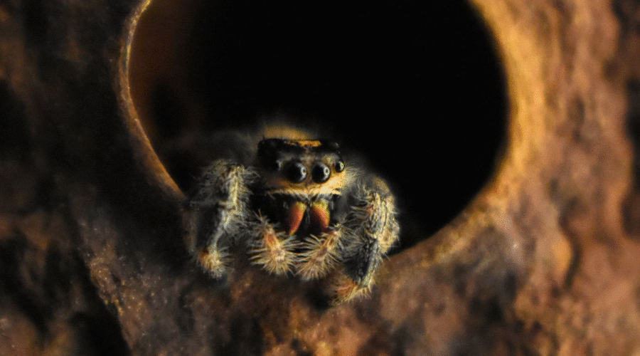 ♀ Localité : Floride