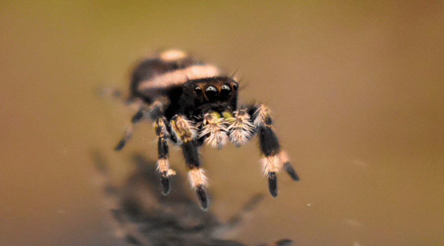 ⚪︎ Localité : North Florida