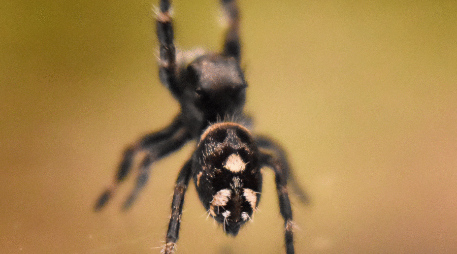 ⚪︎ Localité : North Florida