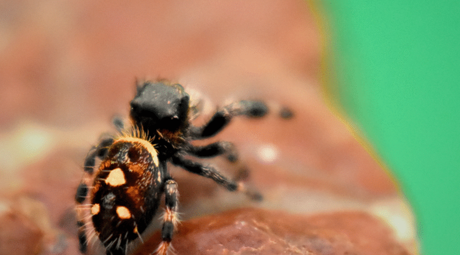 ⚪︎ Localité : Ocala