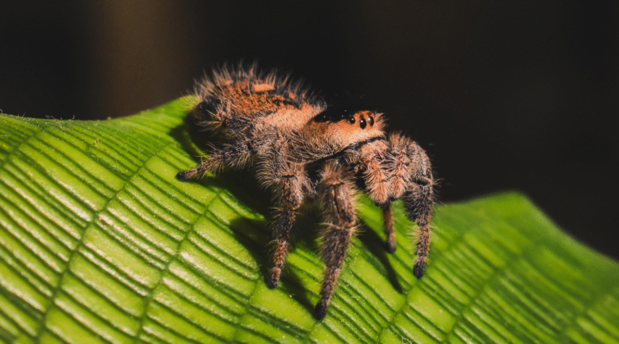 ♀ Localité : Rastafari