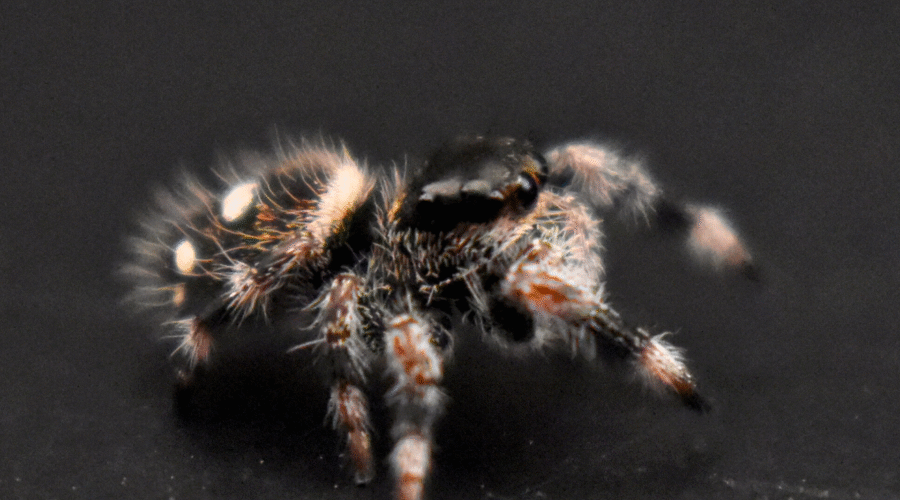 ⚪︎ Localité : Soroa