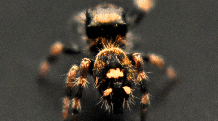 ⚪︎ Localité : Soroa