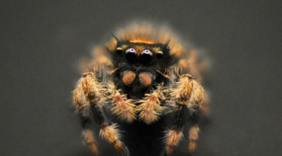 ⚪︎ Localité : Soroa