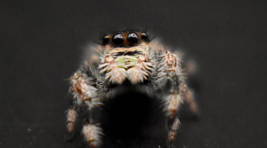 ⚪︎ Localité : Soroa